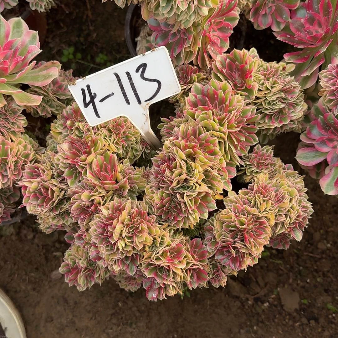 4-113女巫缀多肉法师多肉