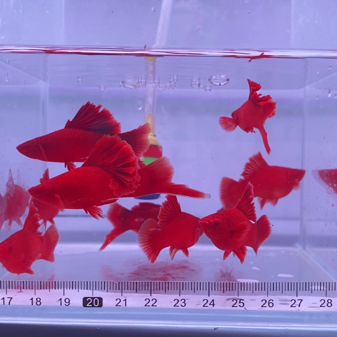 红剑鱼高鳍红剑亚成4公6母