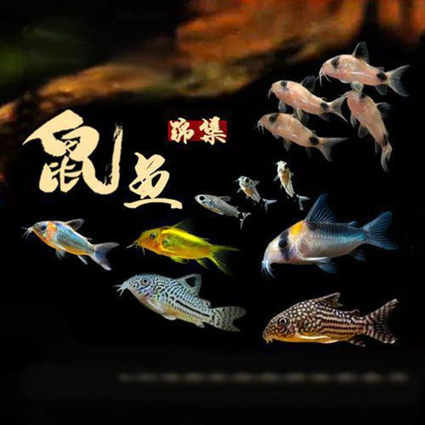 中高等鼠鱼工具鱼合集热带鱼底栖鱼