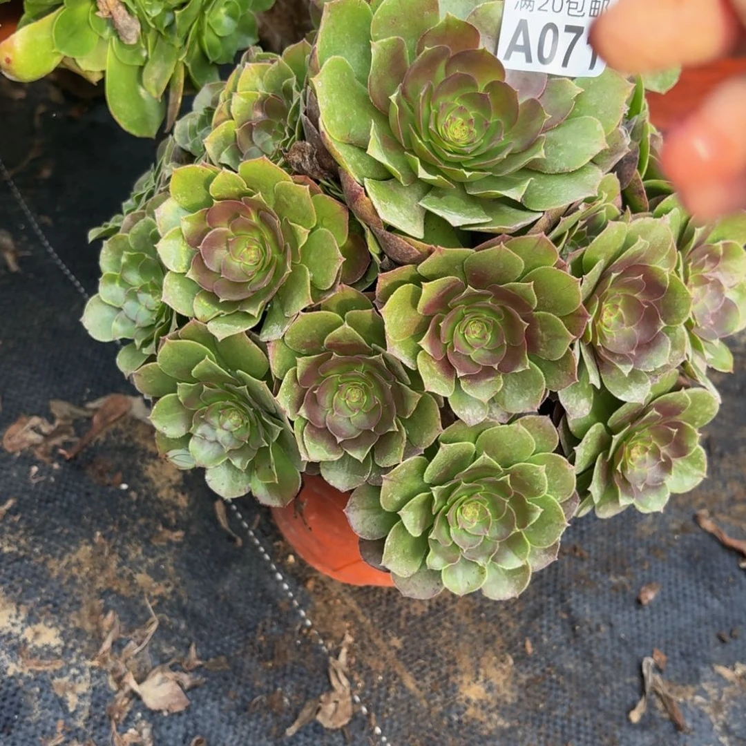 71多肉植物捧花的