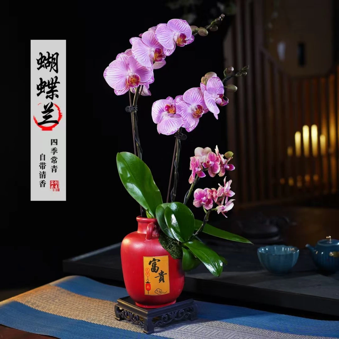 蝴蝶兰盆栽四季常青花卉茶桌面净化空气花办公室内绿植物花开