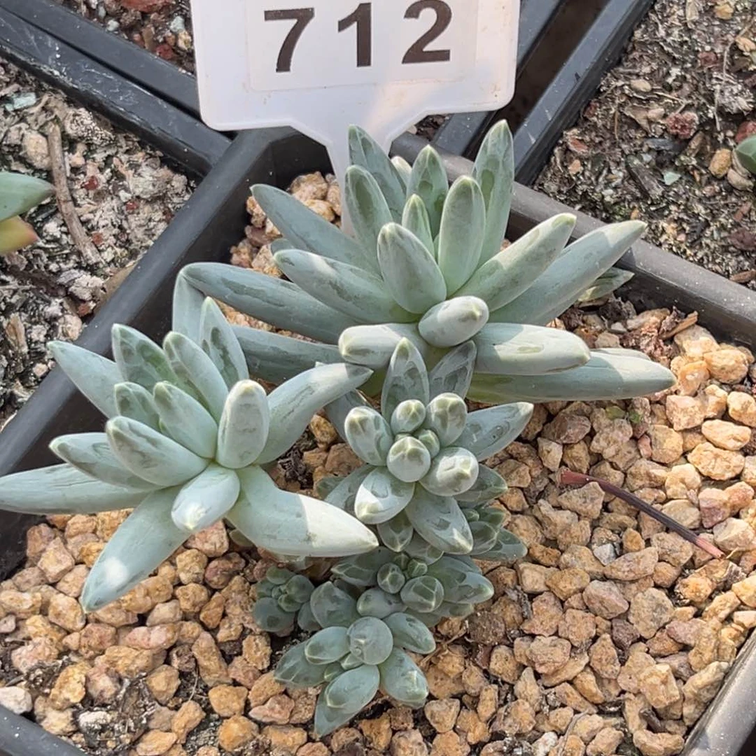 姜子牙多肉植物712