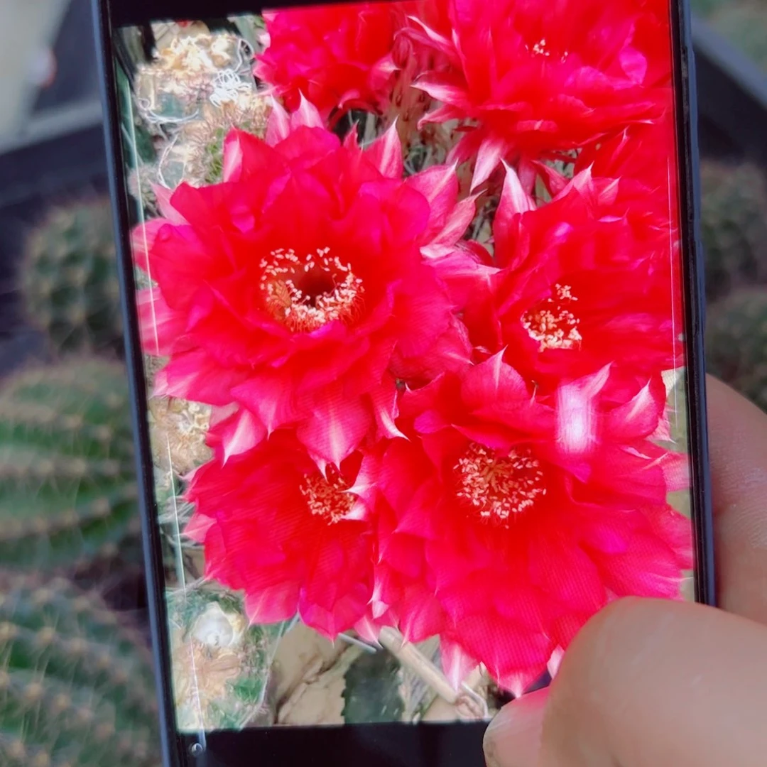 下76彩草香奈儿歪无根侧芽4公分左右20包邮