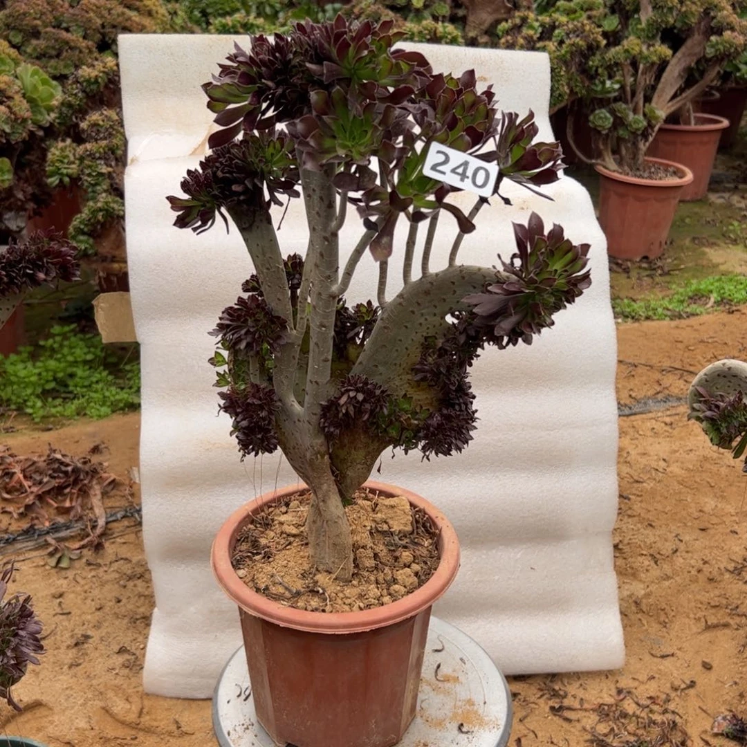 有伤黑缀240高度42厘米