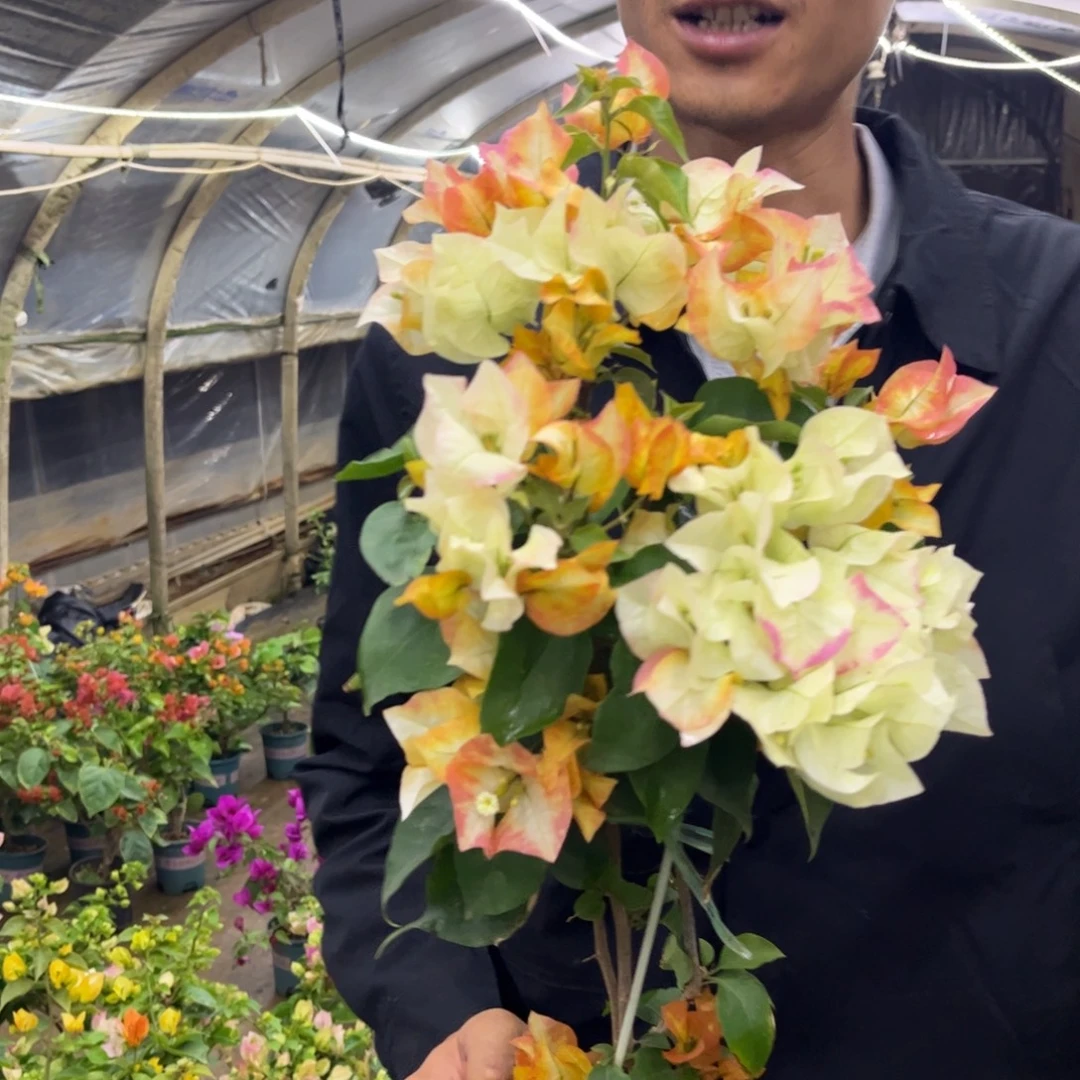 完全开放（浅彩虹）三角梅会落花落叶会光杆苗有大有小