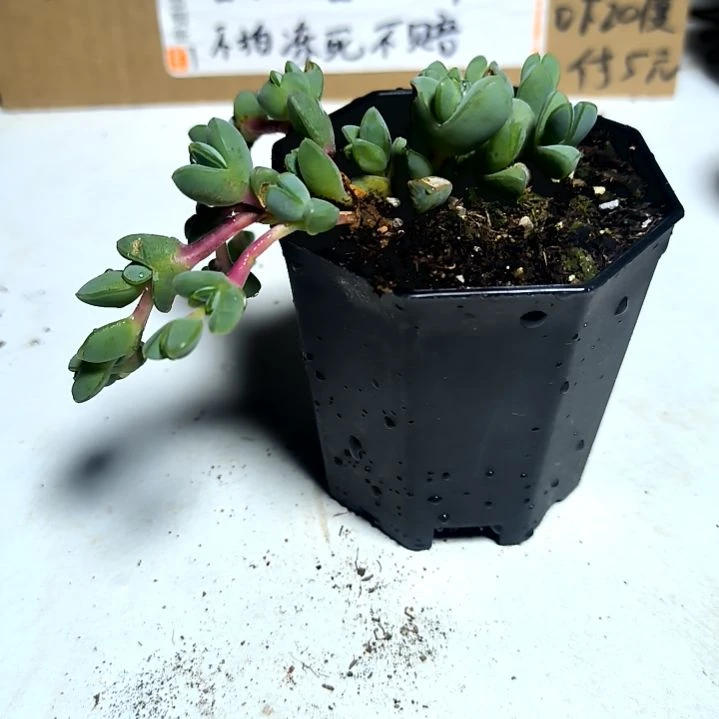 满6元包邮，碧玉莲八角盆