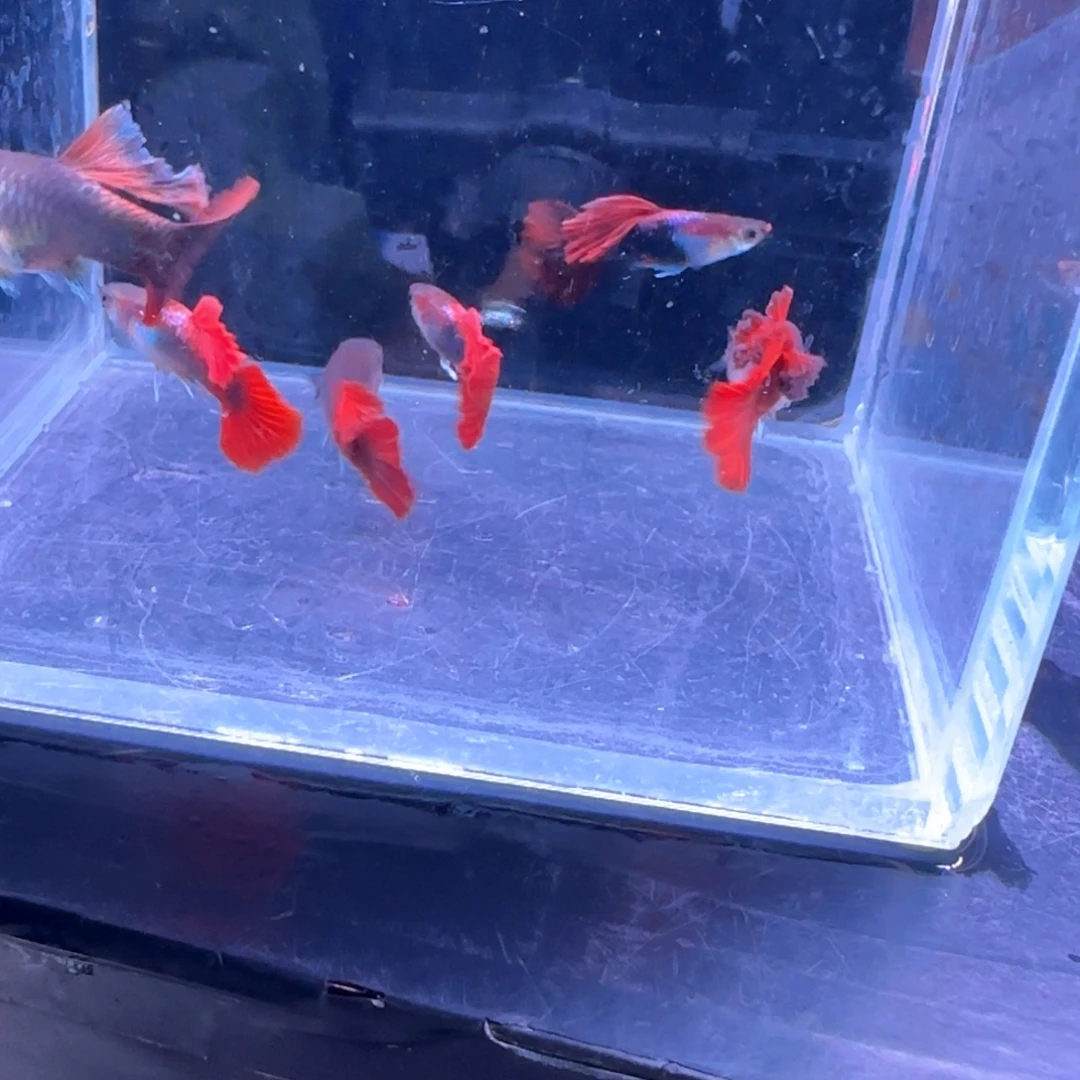 孔雀鱼瑕疵折扇6条