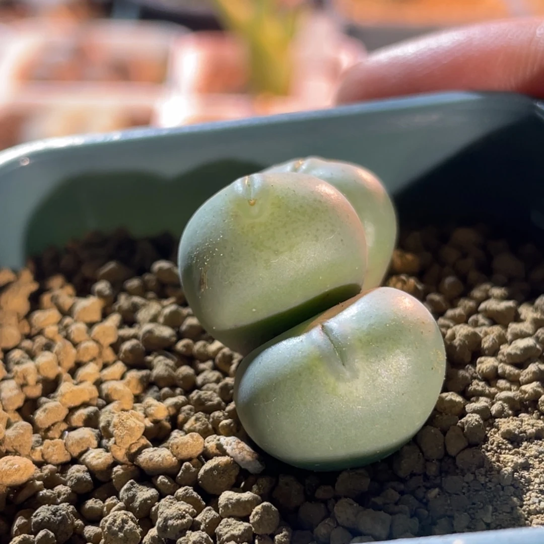 小拳拳嘟嘟嘴植物一物一拍