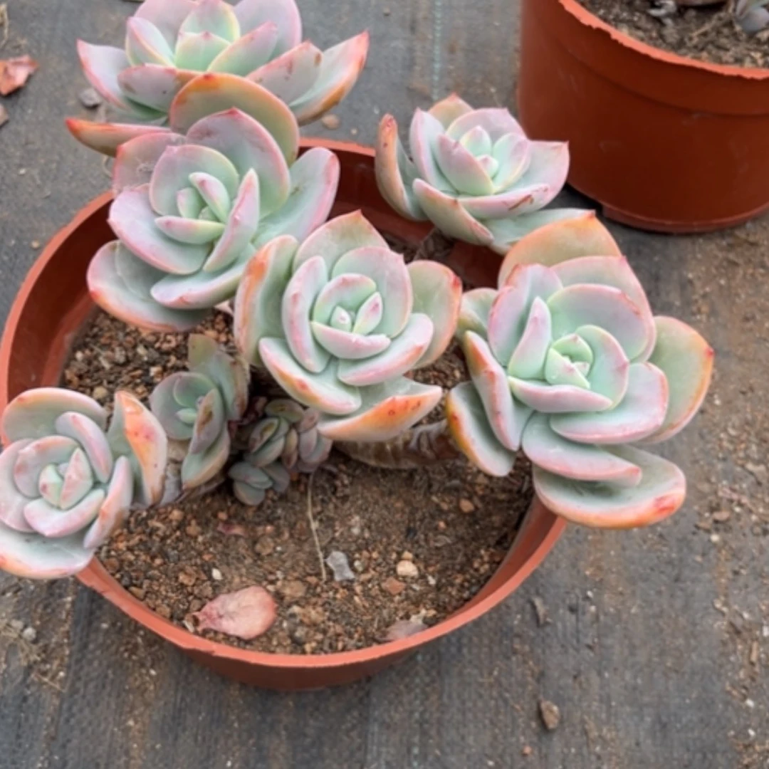 【闪购商品】爱*霖白凤