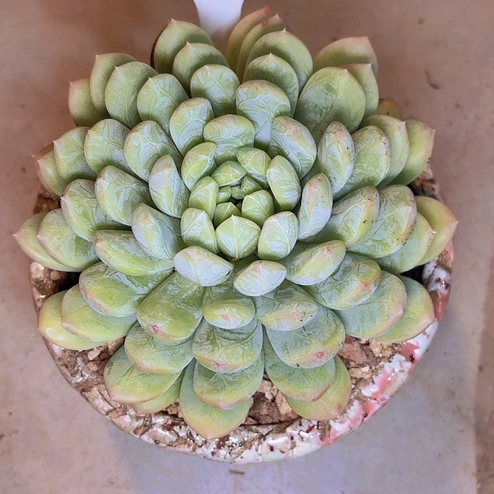 飘*百达翡丽一物一拍28004