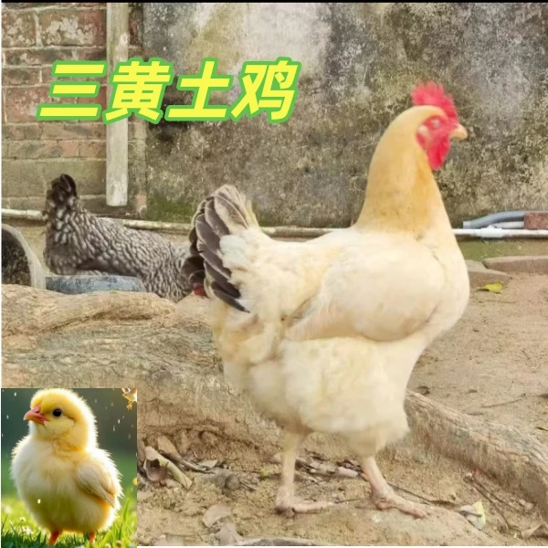 宠物鸡三黄土鸡发货是出壳5天左右的顺丰包邮公母可选