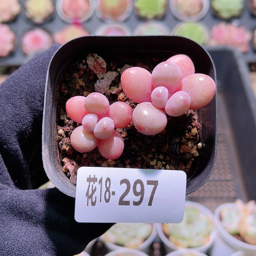 花利美18-297桃蛋