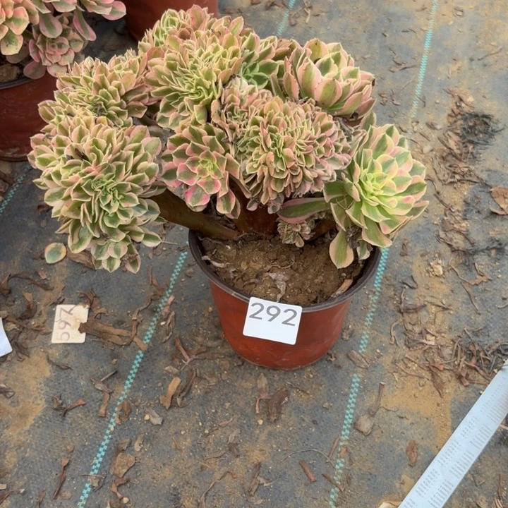 粉女巫缀多肉植物不包损292