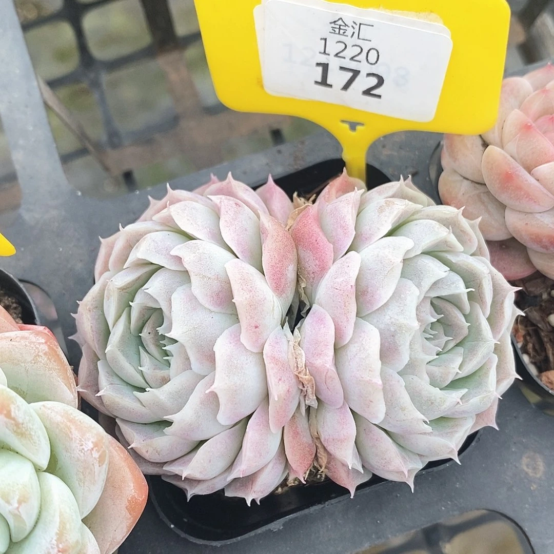 福利多多。1220172