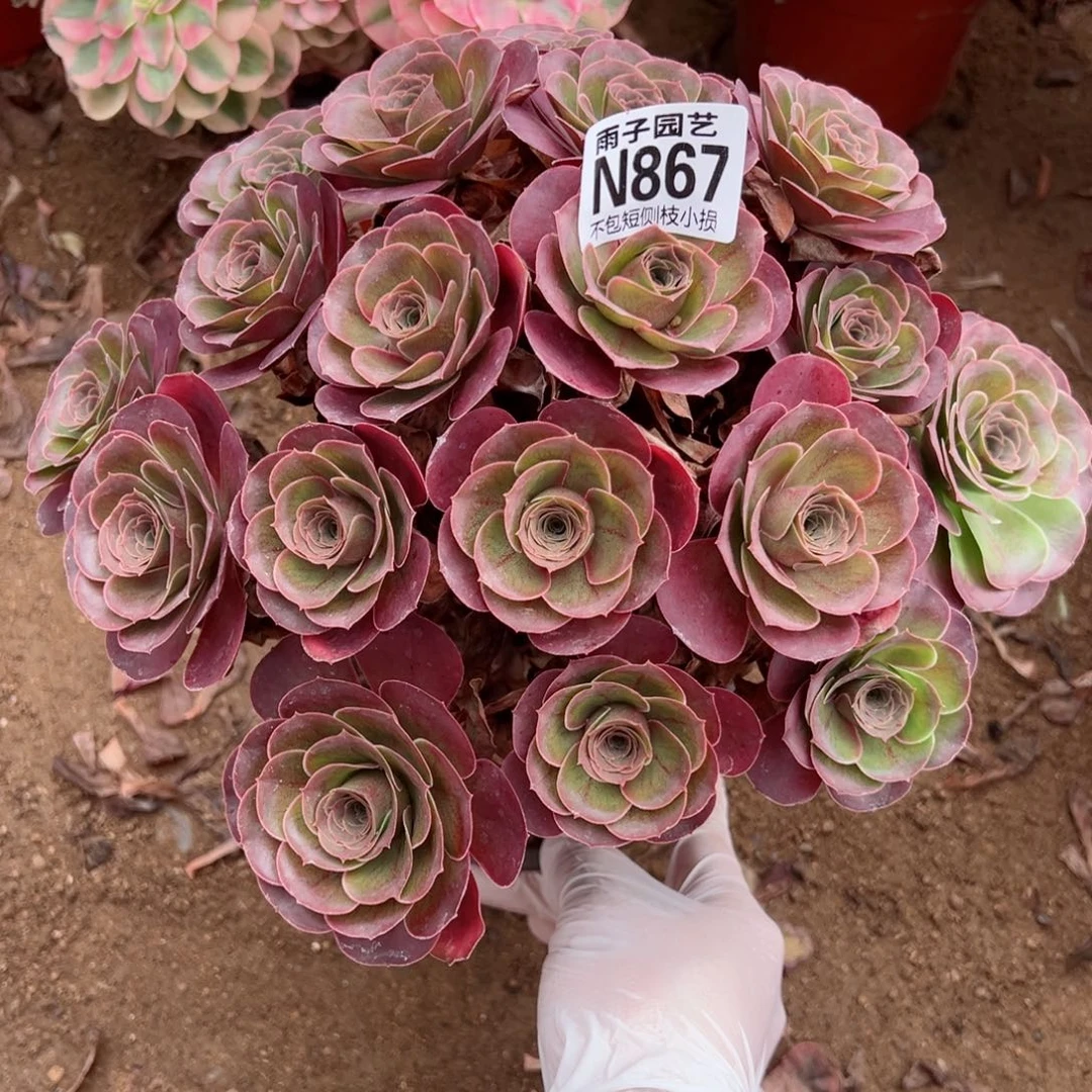867魅金玫瑰尺寸28左右