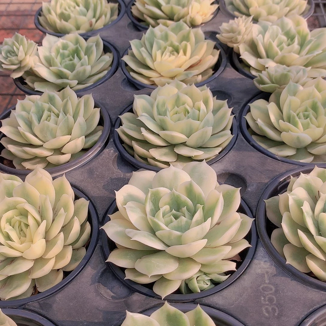 昂斯洛锦3567789999000