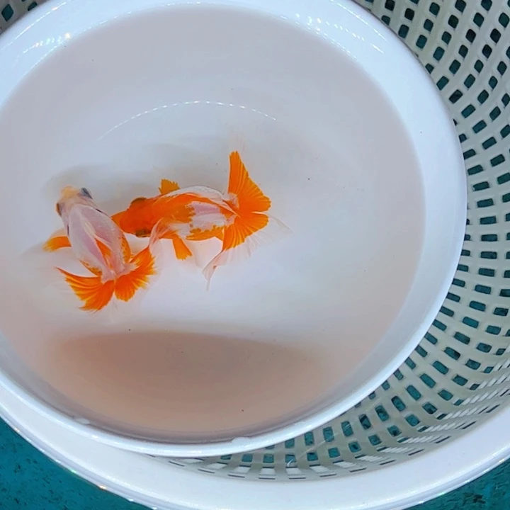 金鱼蝶尾。