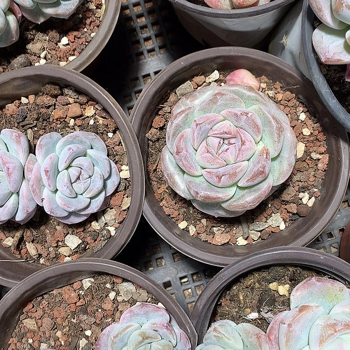 冰玉多肉植物哈哈41