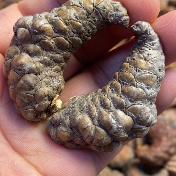 吊坠文玩核桃东北103