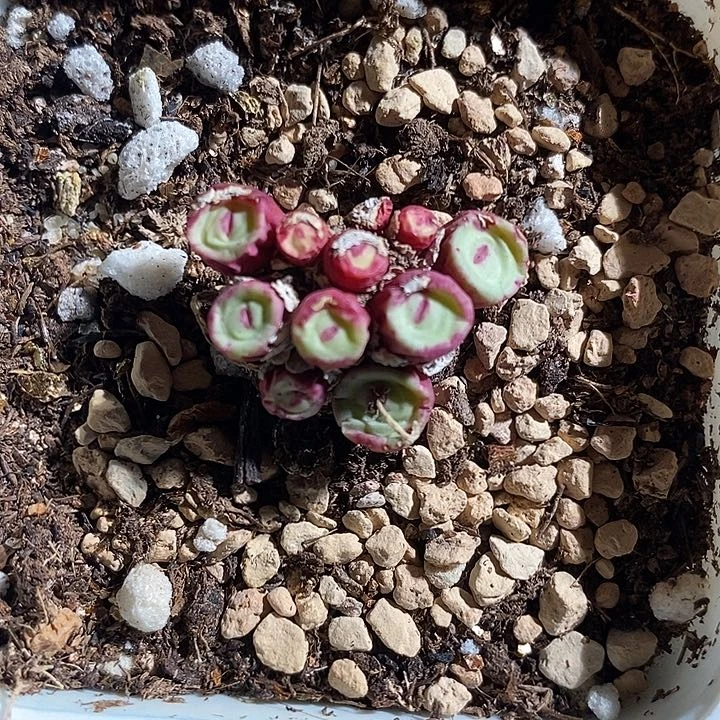 13336。 红嘴。  se