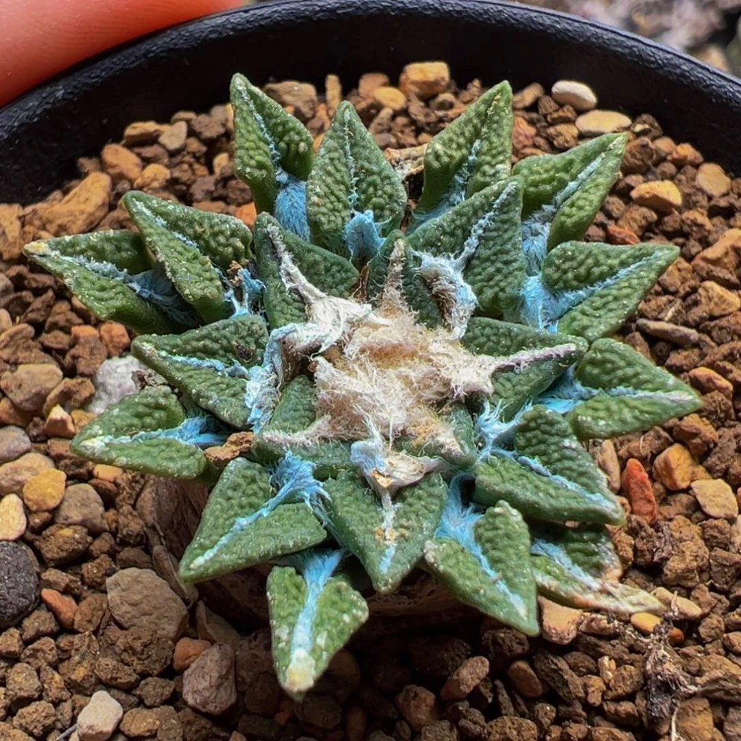 黑牡丹多肉植物盆栽花卉