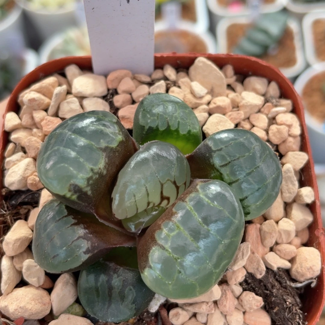 9水晶葡萄克。
