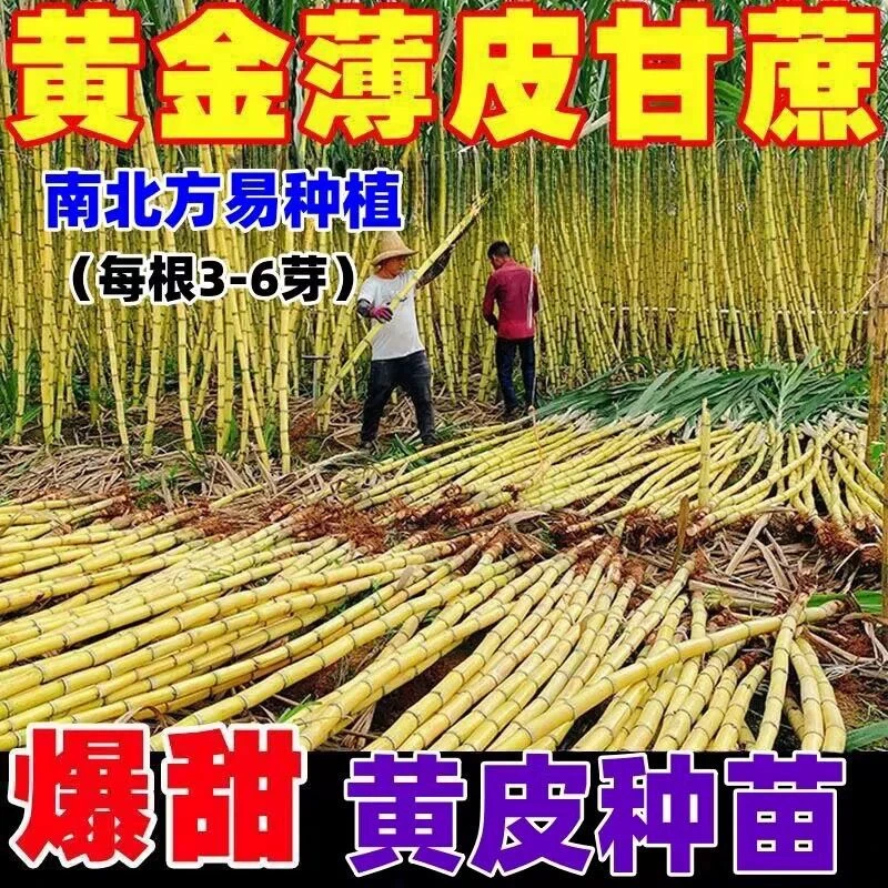 【轻松种植】正宗广西黄金黄皮甘蔗新鲜水果黑皮甘蔗南方北方可种