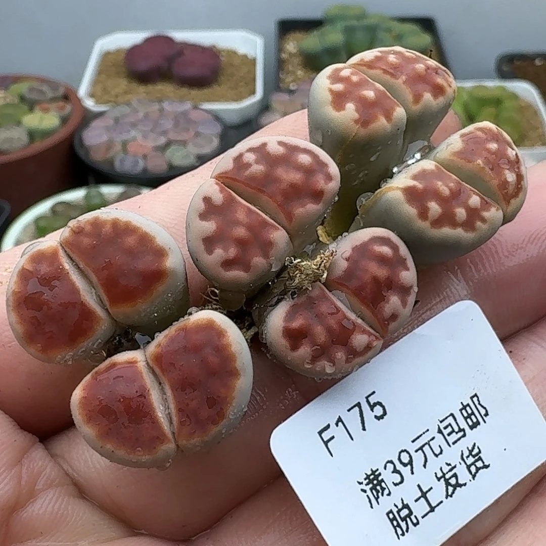 175多肉哈哈哈哈哈哈哈