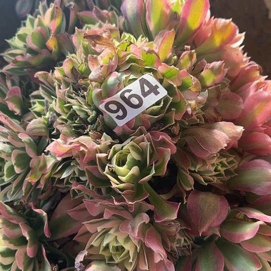 放**己多肉植物一个