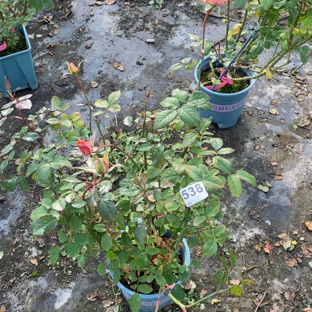 无花朵538厄瓜多尔凯莉土球