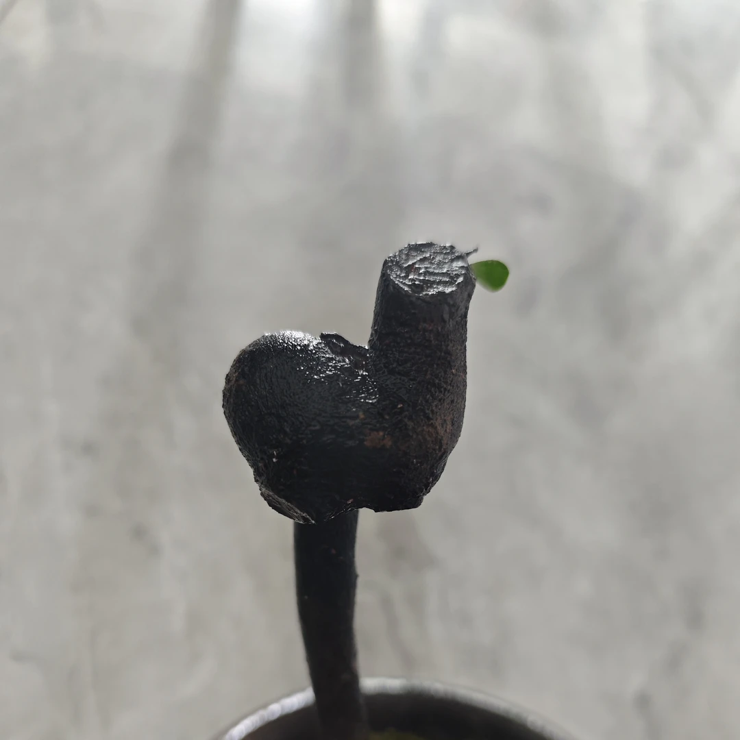 产地金弹子绿植盆景