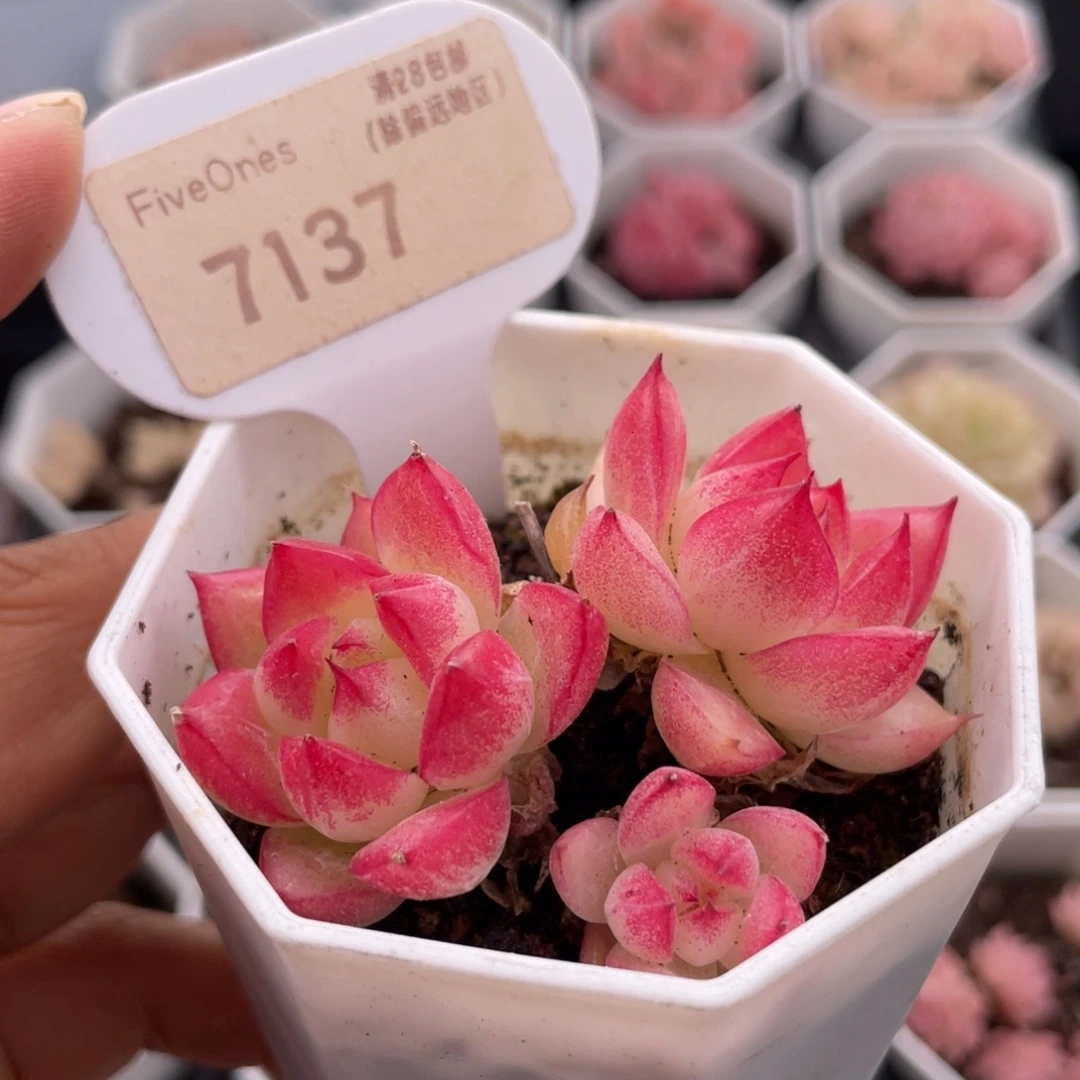 梦幻女王7137-6.0厘米