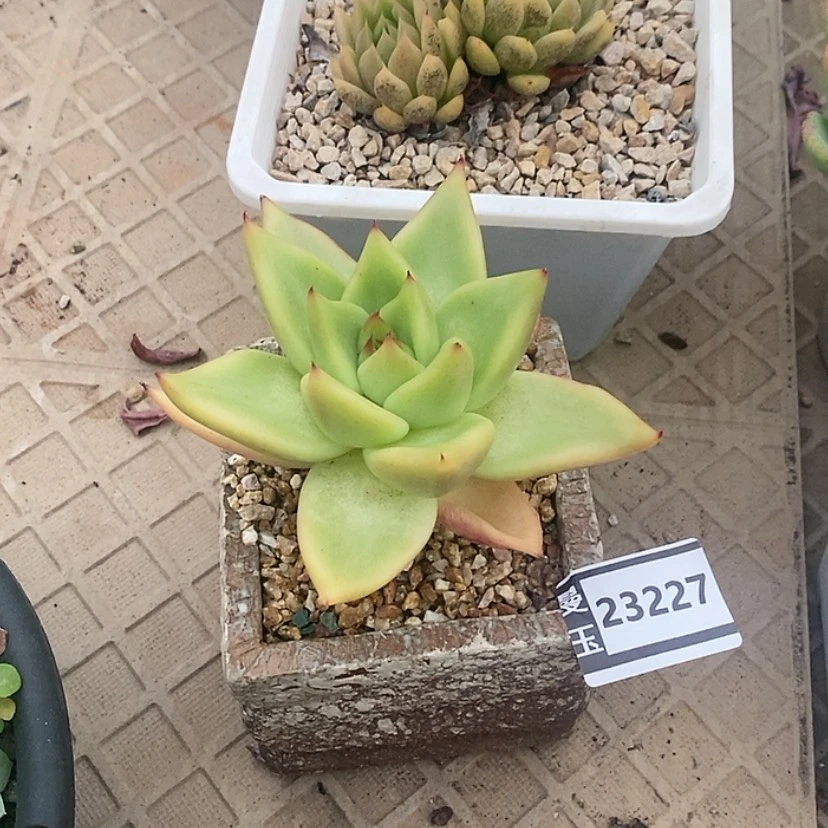 【闪购商品】不知名23227