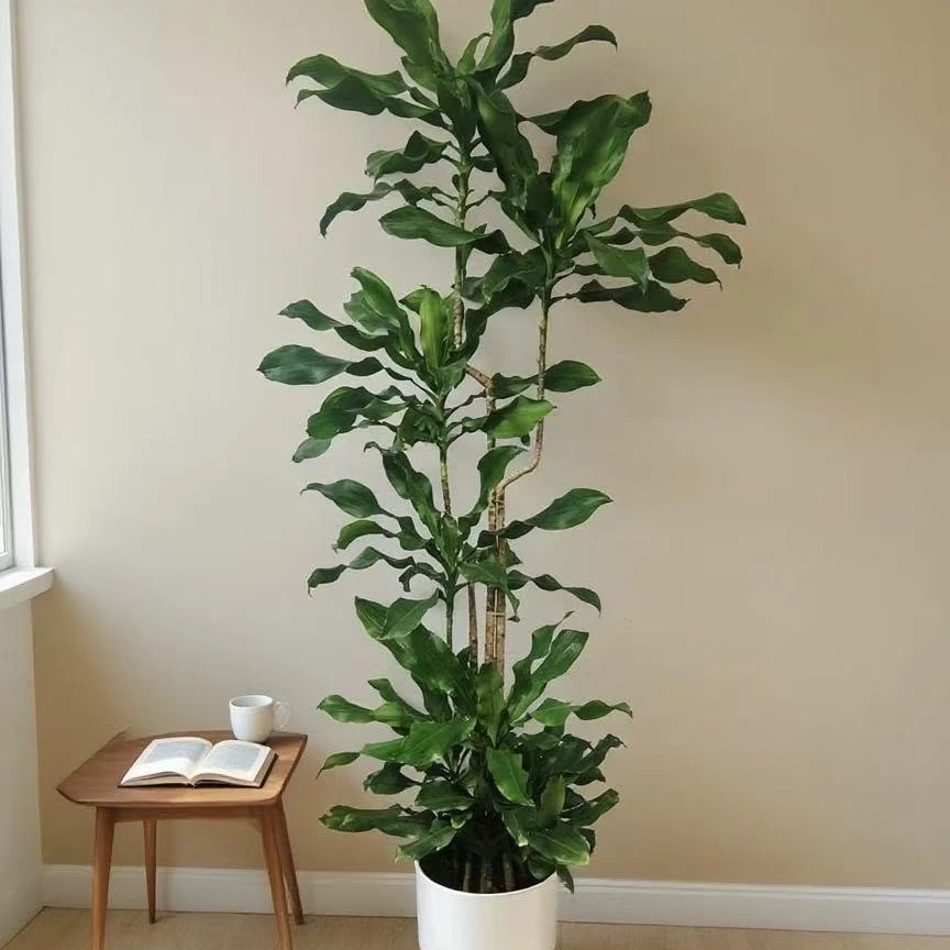 螺纹铁室内绿植一物一拍