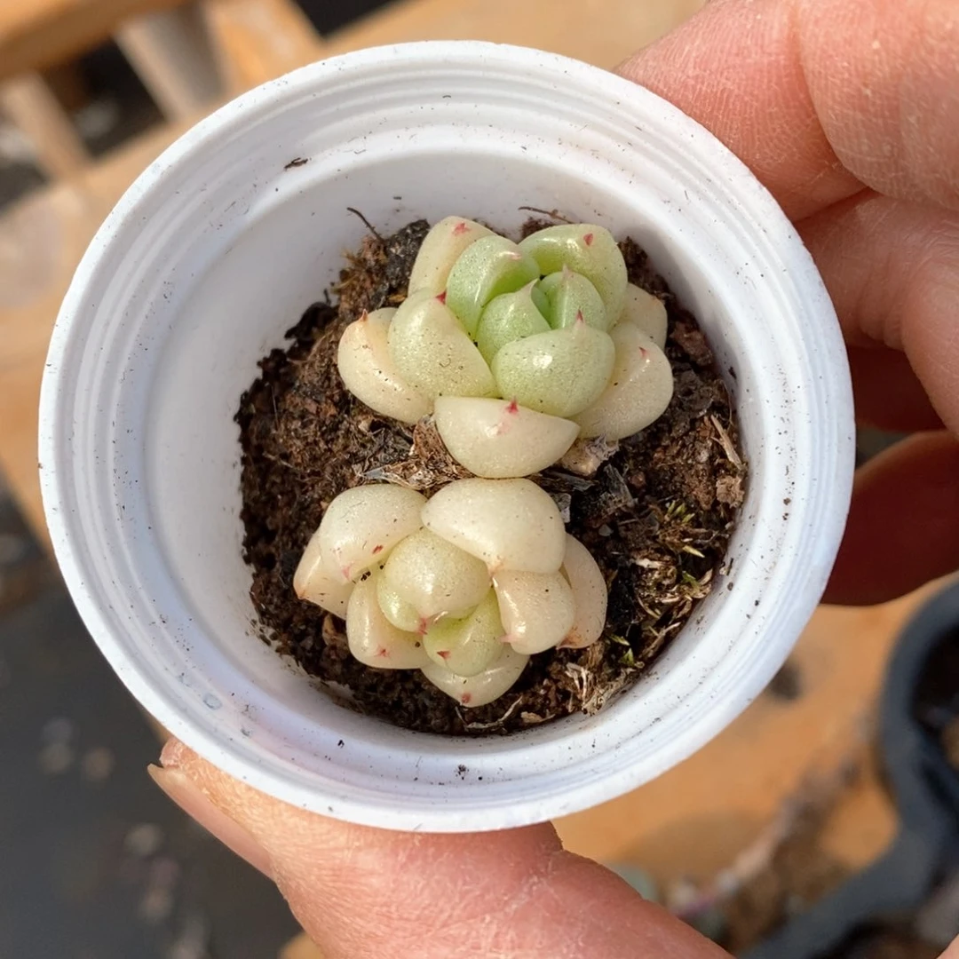 精品多肉一物一拍不包整145