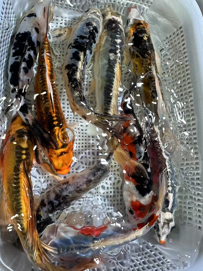 【10-12厘米德系锦鲤10条】锦鲤观赏鱼冷水淡水好养耐活