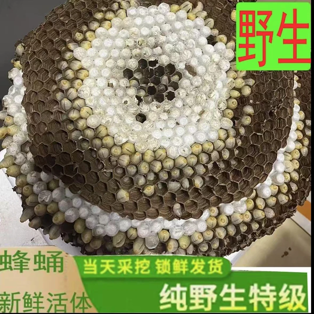 新鲜野生活体带巢马蜂蛹多种蜂类鲜活蜂虫售卖