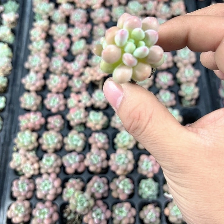 鱼子酱 满10颗包邮