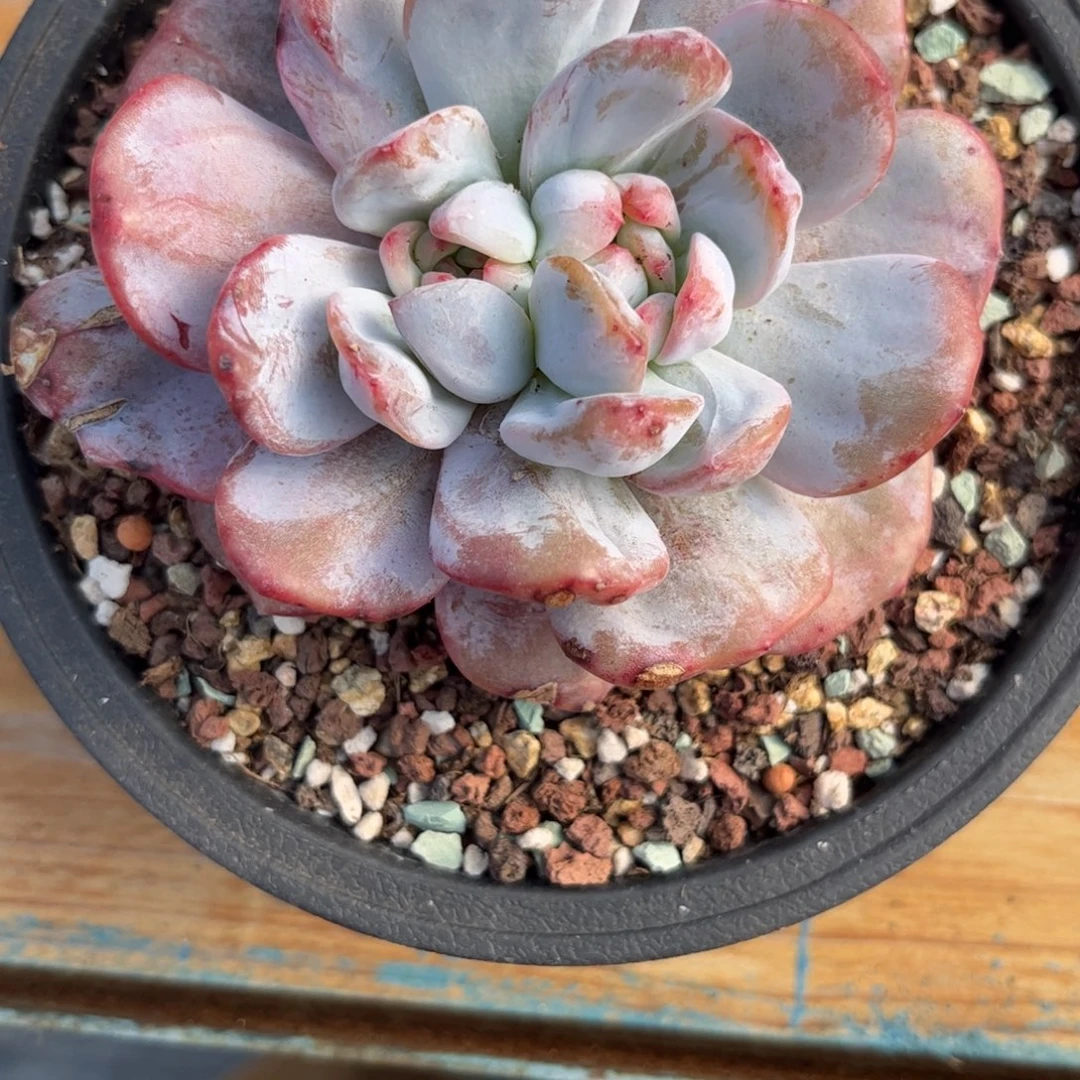 y****1111111111111111111