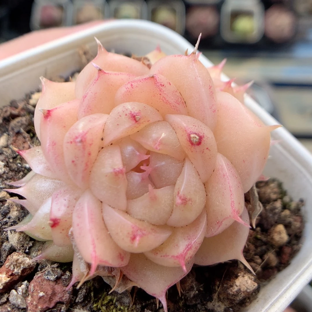 X83 ，20包邮两天凑单偏远不发货