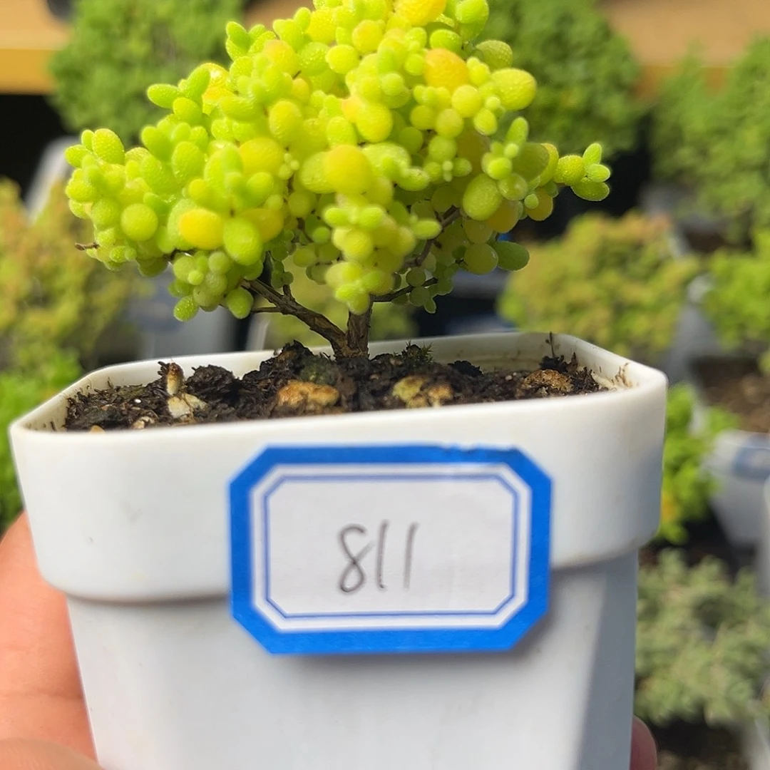 811蜜桔。