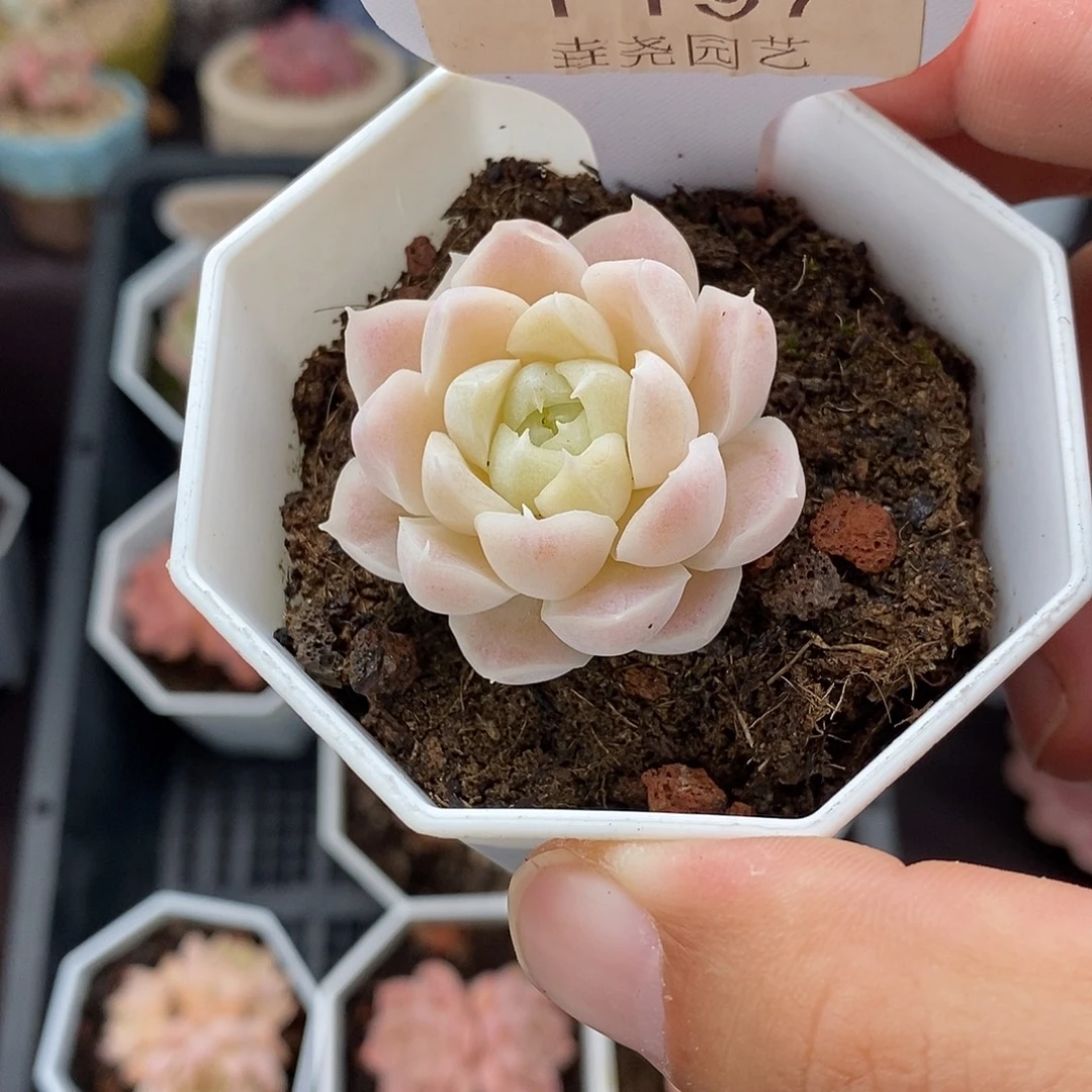 0197 白月影 3.5cm