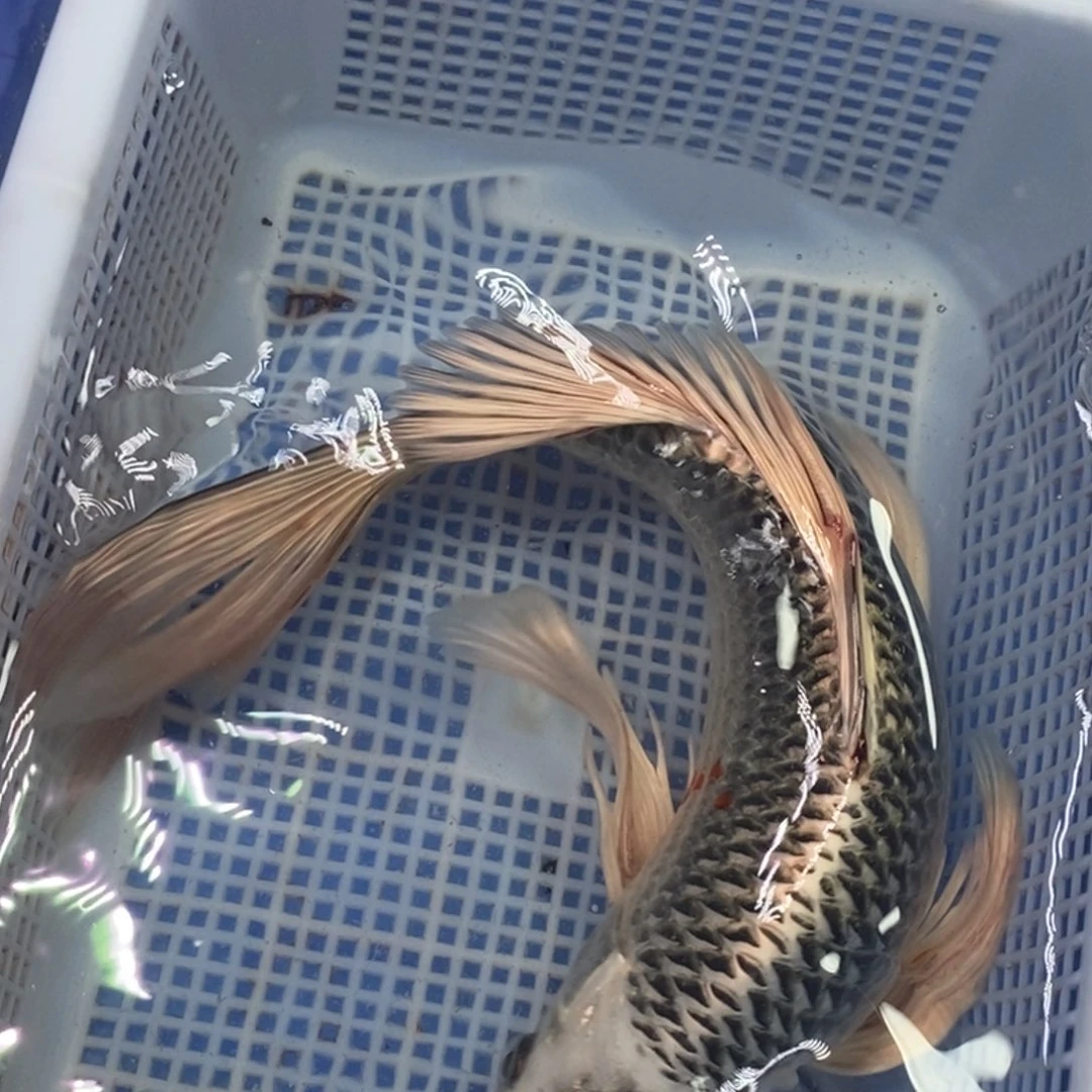 锦鲤冷水金龙包邮