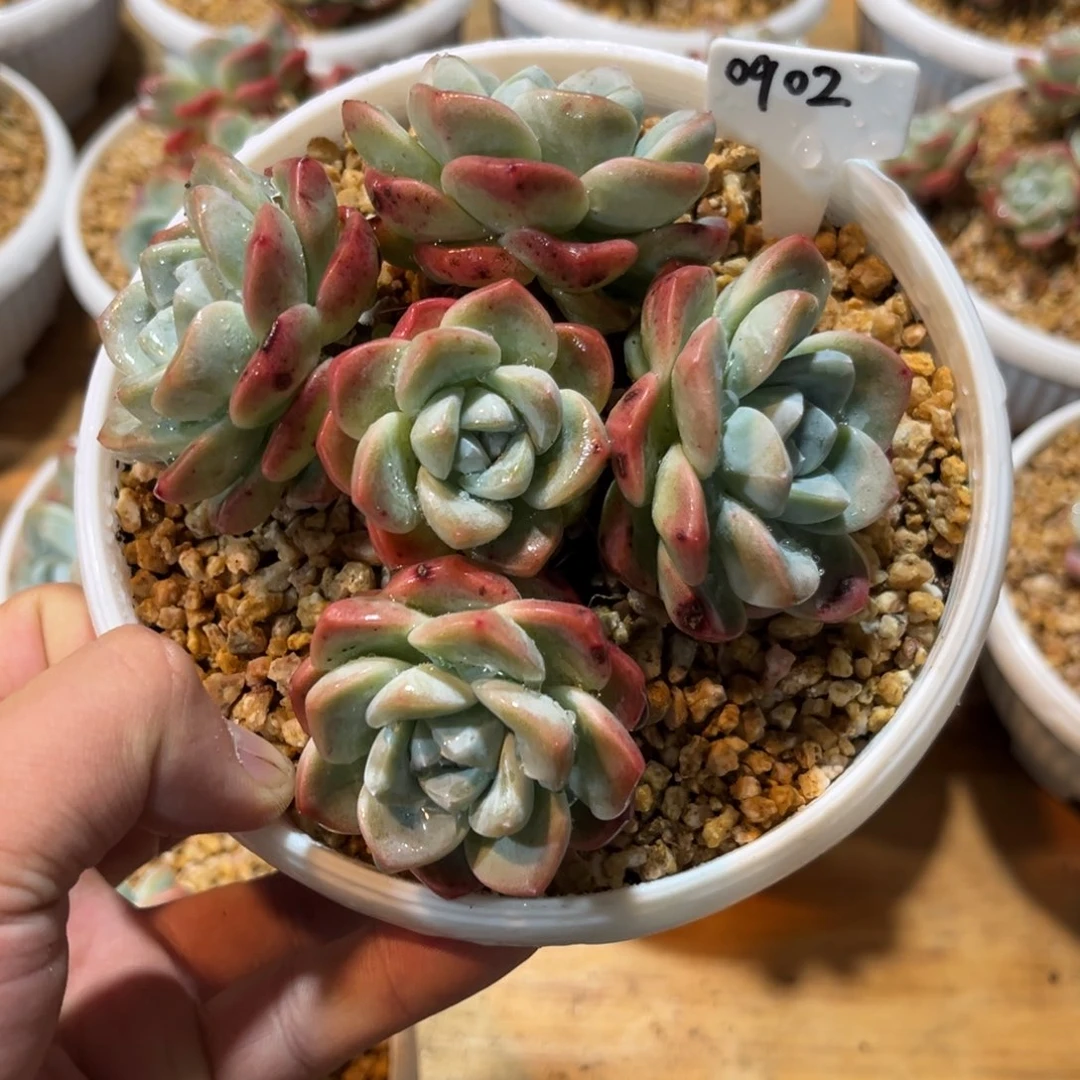 0902冰玉老庄5头大长腿11厘米