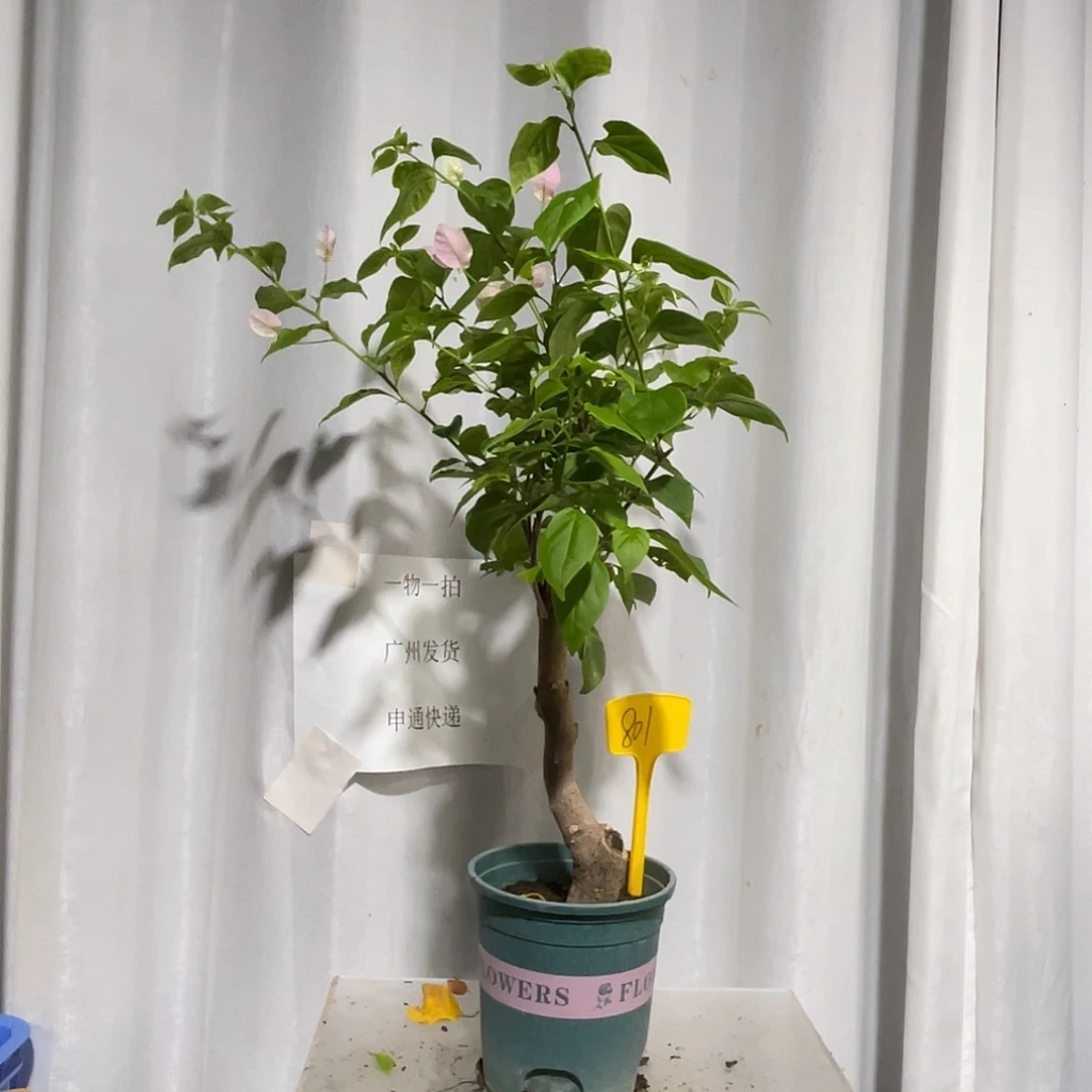 当前无花栽培后可以开花801广红樱桩