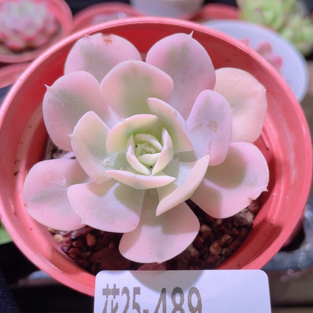 花利美25-489鲁氏锦