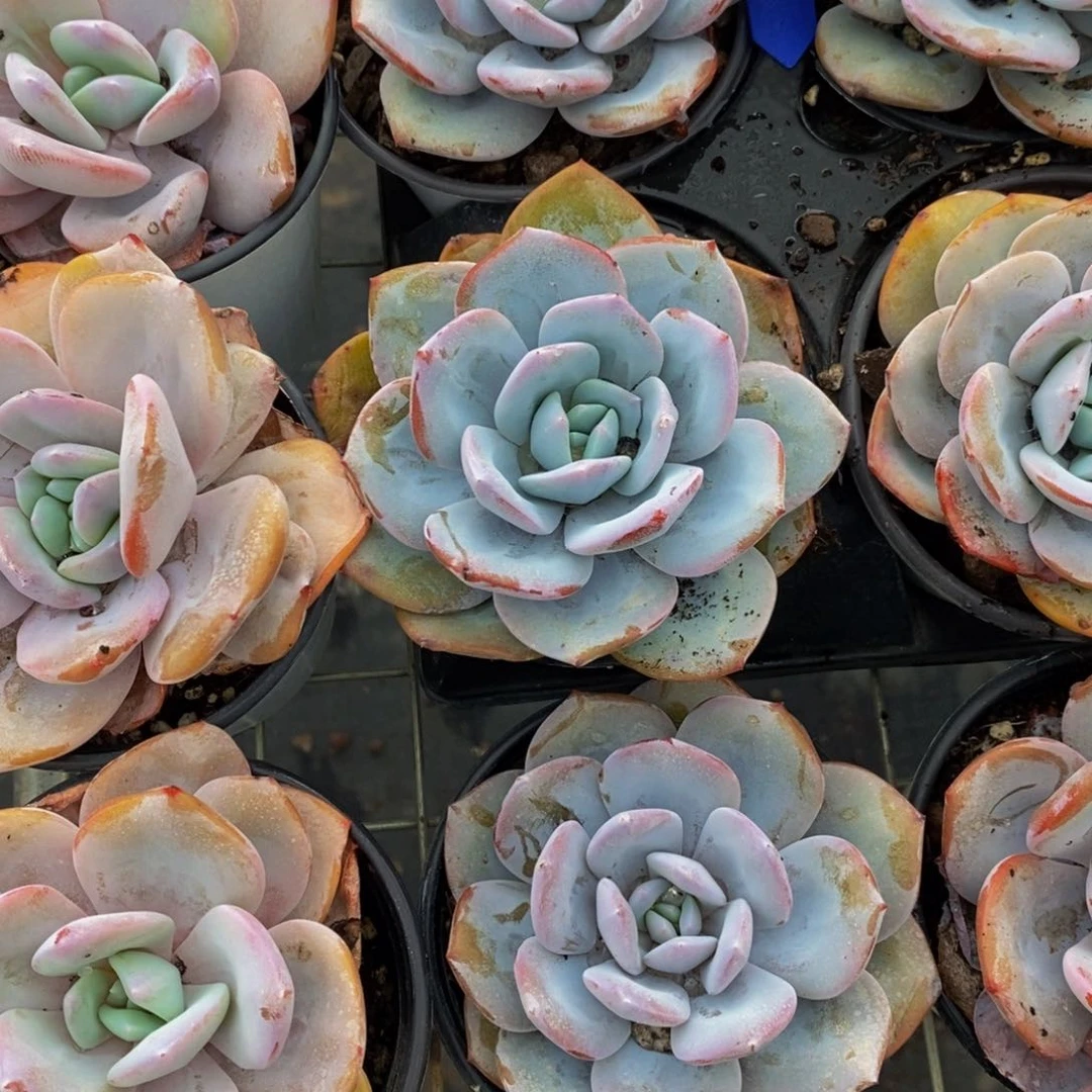 2-开播福利母本奶茶单头一个