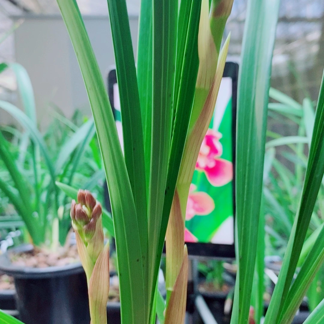 当前无花栽培后可以开花