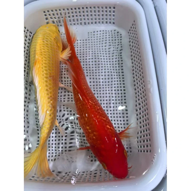 （七）1条黄金1条闪鳞火鲤18-20左右精品冷水鱼