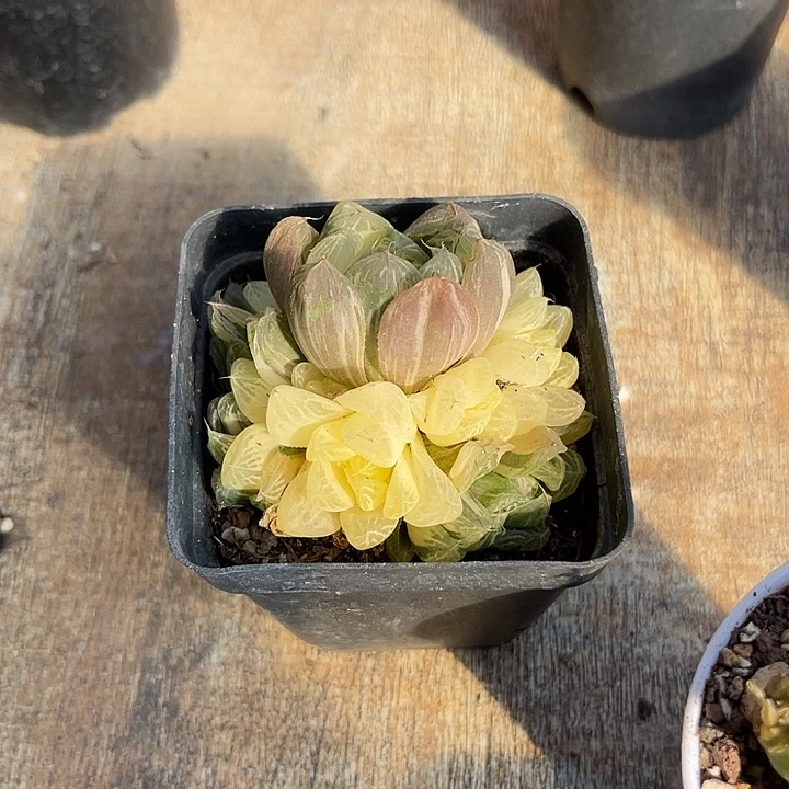 无花朵玉露锦一物一拍的